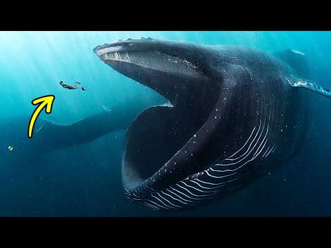 Video: Baleen (foto). Quanti denti ha una balena?