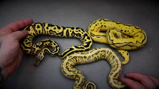 Celebrity A look at some hold backs! Net Worth