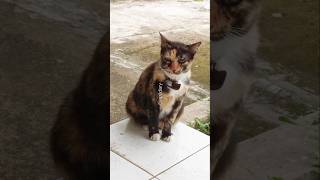 😺 #cat #calico #calicocat #neighbor #fostercats #tabbycat #meow