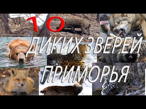 Топ 10 диких животных Приморья.