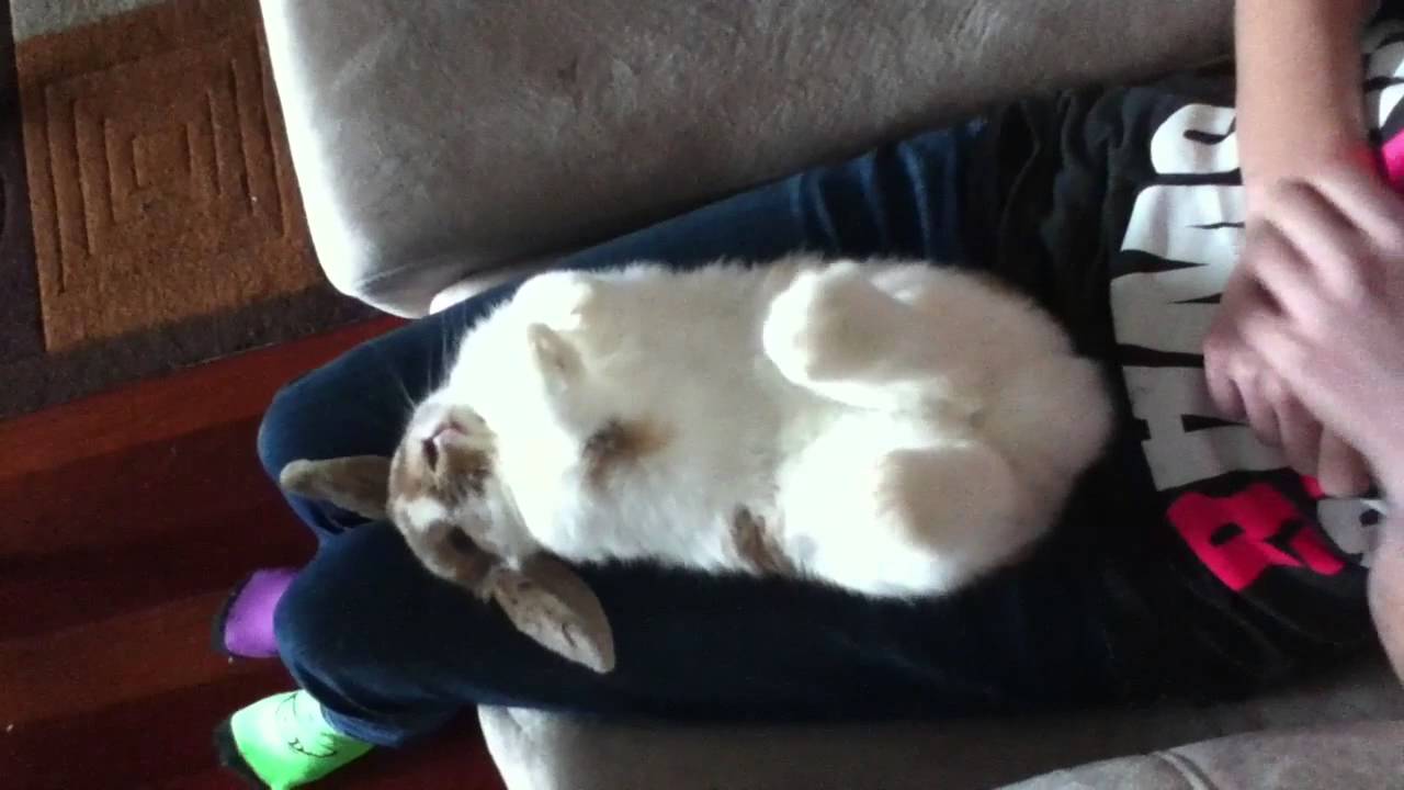 Muffin, the ticklish Rabbit YouTube