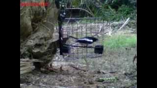 murai cacing ahlan 3