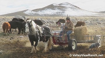 Tonto***For info, price, etc., go to our website***ValleyViewRanch.net