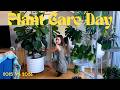 Houseplant Growth Update December 2024 vs December 2025! Plants have Grown, Decor Changed, Love Lost