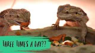 How Many Times a Day Should I Feed My Bearded Dragon?
