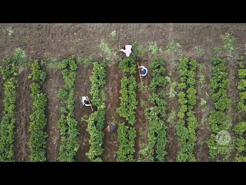 Growing Floret - Official Trailer | Magnolia Network