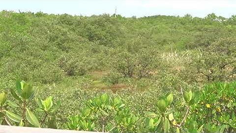 Video 10 The Salt Meadow