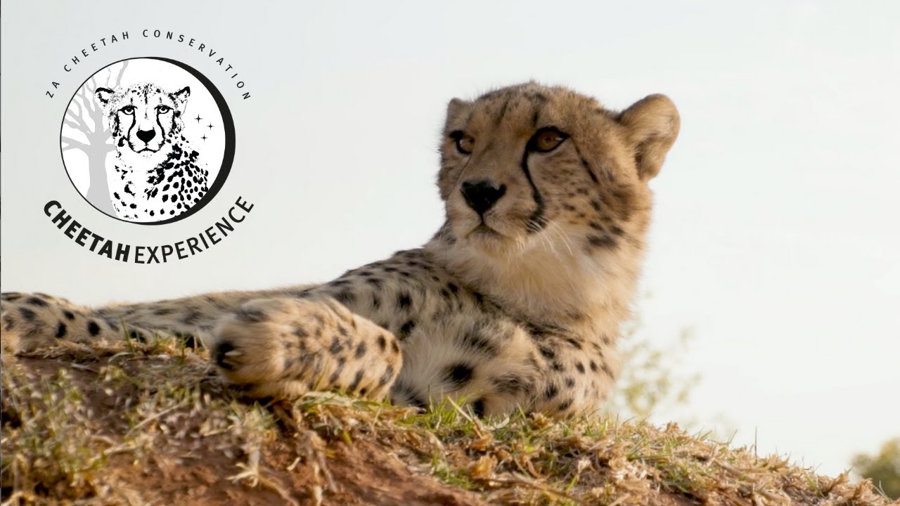 Documentary | ZA Cheetah Conservation - YouTube