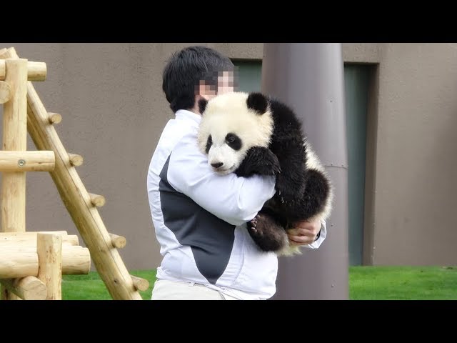 飼育員さんに抱っこされて帰っていく姿が可愛すぎる彩浜 Very Very Cute Panda Baby Saiihin Return To Home Youtube