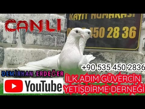 SİNCAN MEZATI ANKARA TÜRKİYE OYUNKUŞU MEZATI İLKADIM GÜVERCİN DERNEĞİ