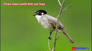 CHÀO MÀO XANH GỌI BẦY GIỌNG CỰC HAY