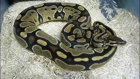 PHANTOM BALL PYTHON
