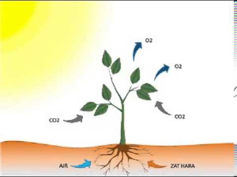  Animasi  fotosintesis YouTube