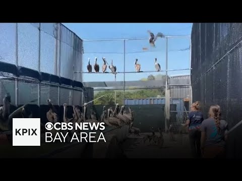 Starving brown pelicans overwhelm Bay Area bird rescue facility