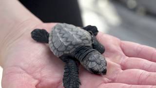 Sea World release Loggerhead Turtle Hatchlings