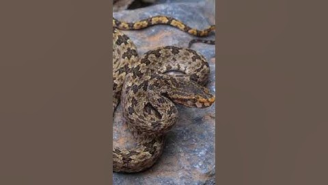 Phát hiện loài rắn độc mới cực kỳ nguy hiểm