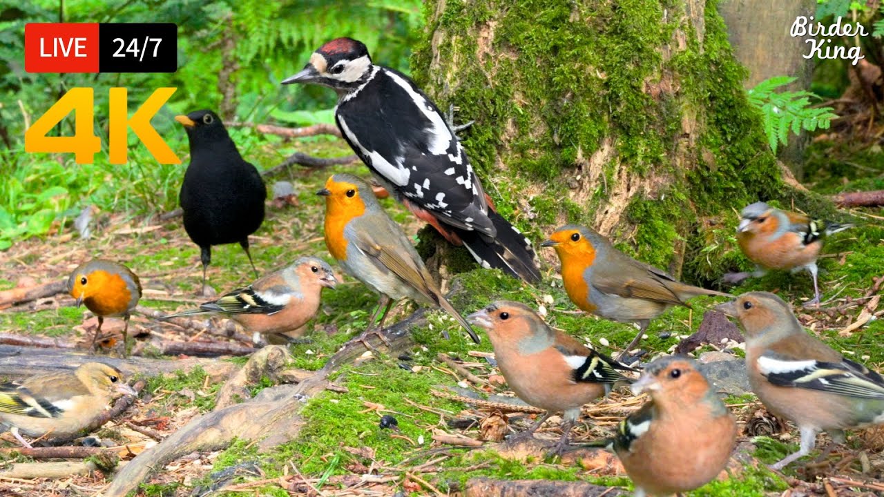 🔴 24/7 LIVE: Cat TV 😺 Cute Birds n Squirrels in the Forest - Cat Games 4K