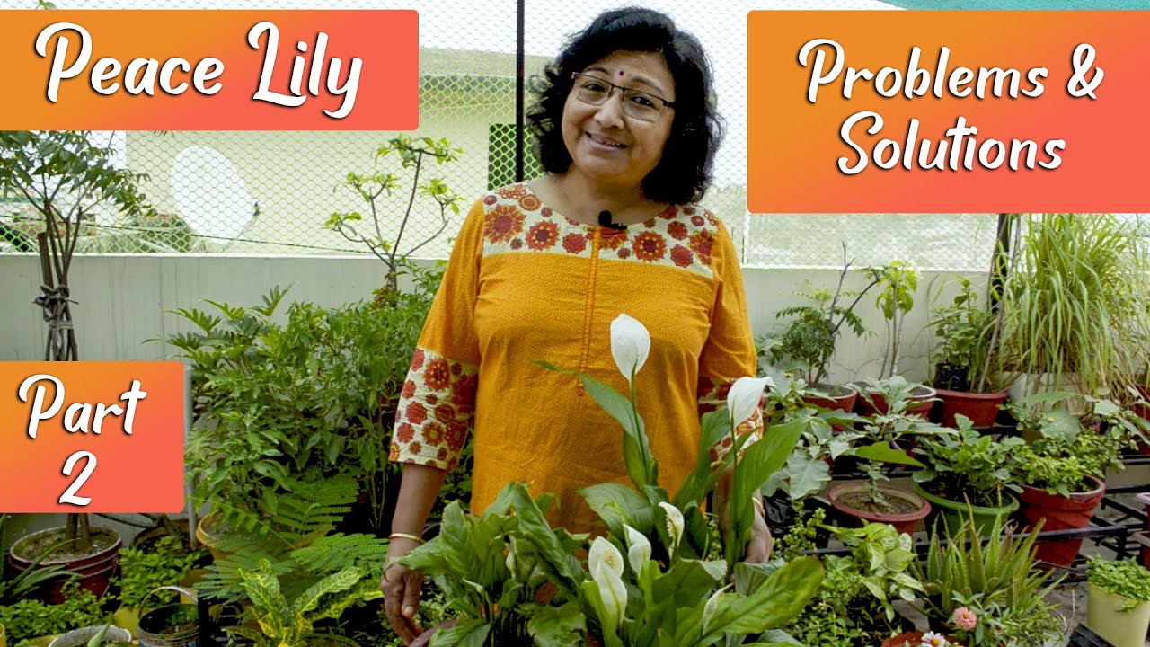 Peace Lily | Problems and Solutions | Yellow and Black Leaves, Root Rotting, No Flowering | Part 2