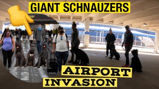 Giant Schnauzer Airport Group Training: Sharpening Working Dog Skills | RoyalGiantSchnauzers.com