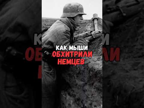 Как мыши обхитрили немцев #история #факты #прошлое #познавательно #интересно #ссср