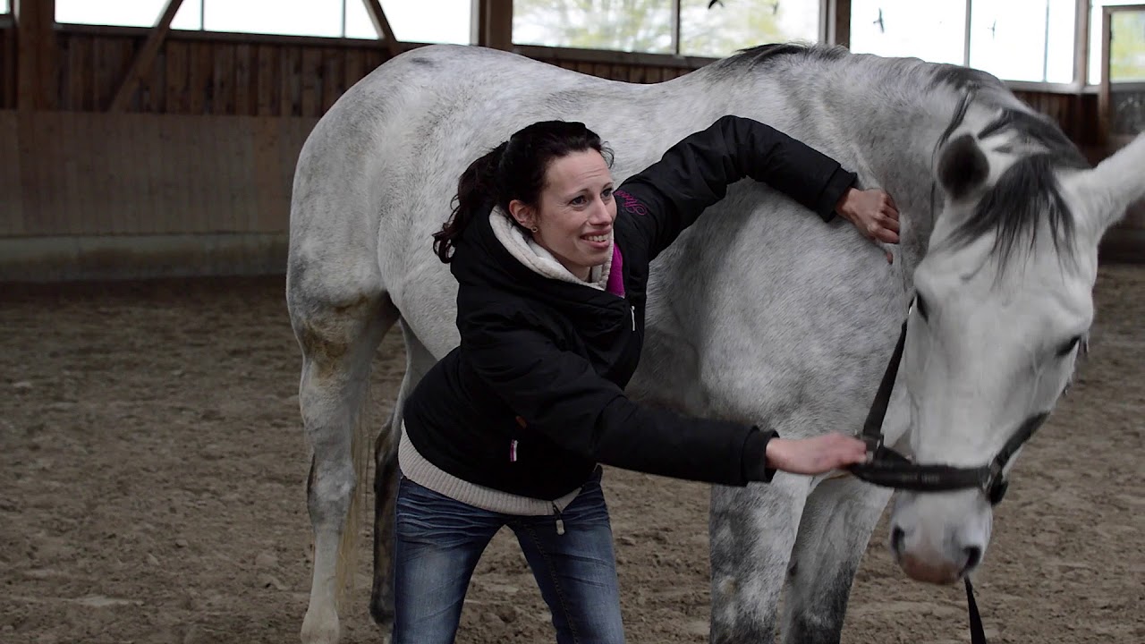 Pferdeosteopathie Kriesel - Alex