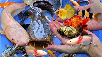 Tổng hợp các video cá cảnh đẹp, động vật dễ thương, vịt, cá vàng, cá sấu, cá betta