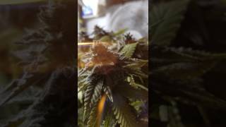 Weed nerd up date of the purpel ERKEL LAVENDER quish and the WHITE WIDOW