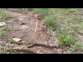 Seeing Baby Deer, TN (June, 2021)