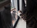 Poor Cat Vs Rich Cat 🤑😂