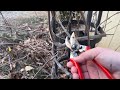 How to Grow a Grapevine In A Small Garden
