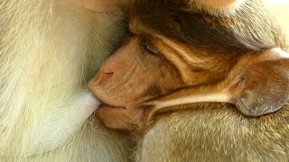 Wow.. Big Teen Peck Gets Full Milk From Her Mother Piper Mo-Nkey So Sweet, Adorable Of Both