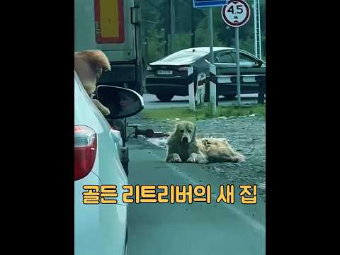 차 안에서 행복해하는 개를 본 떠돌이 개는 부러운 눈으로 바라보았다. #동물 #동물키우기 #animals thumbnail