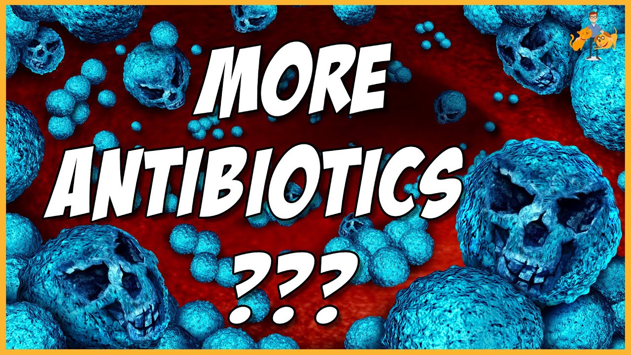 Why Your Vet Won'T Give You More Antibiotics (Long Term Risks + Alternatives)