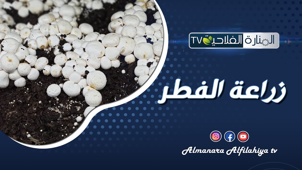 زراعة الفطر في تونس