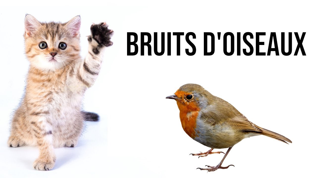 Bruits d'oiseaux pour attirer un chat !