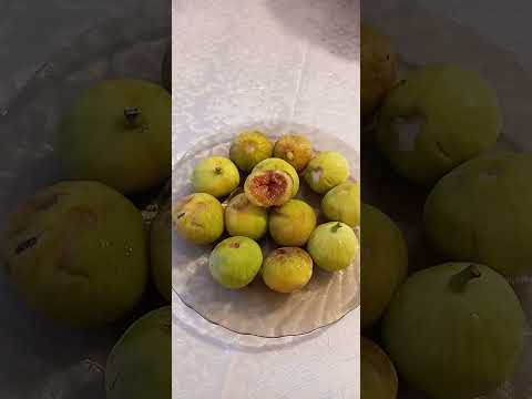 Инжир и его