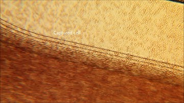 ANGLE plc - How the Parsortix system works