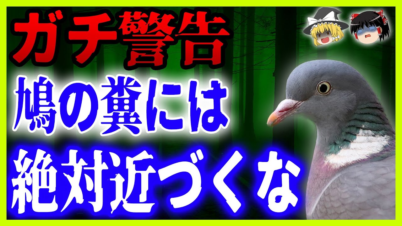【ゆっくり解説】実はあまり知られていない…鳩の恐ろしさ！◯◯は絶対するな！！