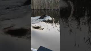 Wild Boar Emerges From River, Surprising Boaters