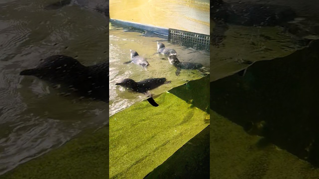 Little blue penguins🐧 Sealife Sydney #shorts #penguin #sealife #sydney #australia
