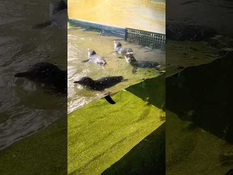 Little blue penguins🐧 Sealife Sydney #shorts #penguin #sealife #sydney #australia