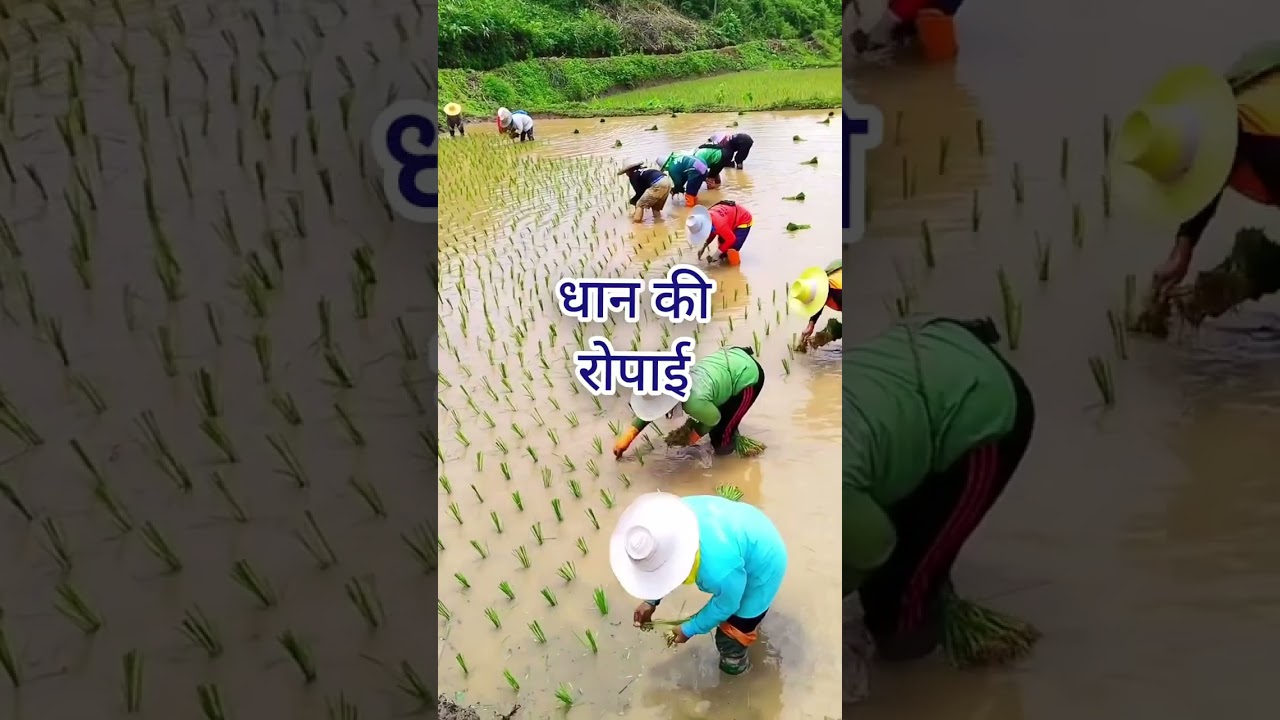 Sapne Mein Dhaan Dekhne Ka Arth | Dream Meaning in Hindi!!Meaning of Seeing Paddy in Dream |