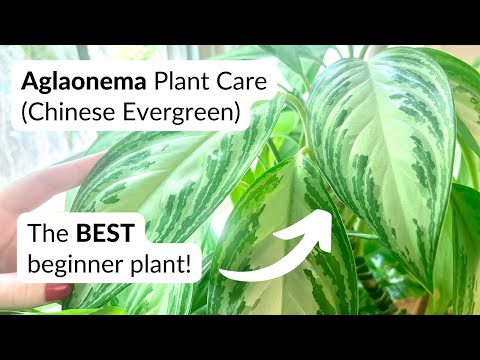 Video: Chinese Evergreen Care: informazioni sulla coltivazione di sempreverdi cinesi