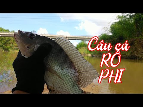 Video CÂU CÁ SÔNG - một điểm câu quá đẹp để câu RÔ PHI @... - youtube