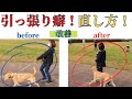 【犬のしつけ】散歩中の引っ張り癖はこう直します！/ビフォーアフター動画