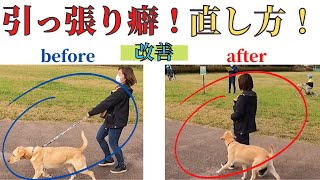 【犬のしつけ】散歩中の引っ張り癖はこう直します！/ビフォーアフター動画