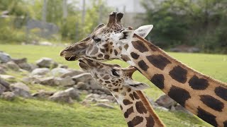 Baby Giraffe And Loving Mother