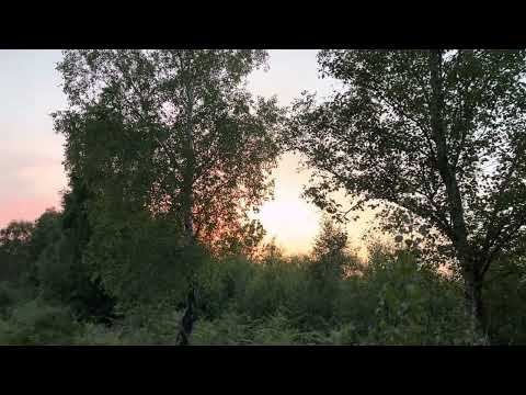 Nightjar sound