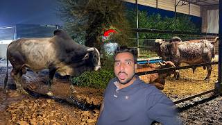 Kaaliya Bull Ki Raat Me Entry 🐂😱 Bheem Ki Tension