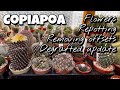 Copiapoa flowers, repotting, removing offsets, degrafted cactus update, stinky flower
